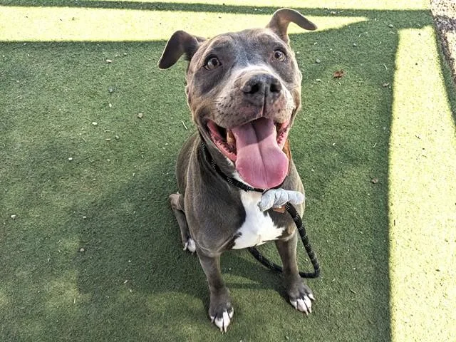 An adult large-sized male Pit Bull Terrier dog named Wilfred for adoption in Phoenix, AZ