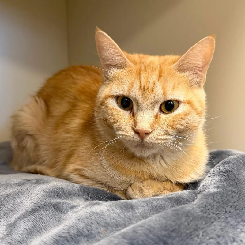 An adult medium-sized female Domestic Short Hair cat named Peach for adoption in Cody, WY