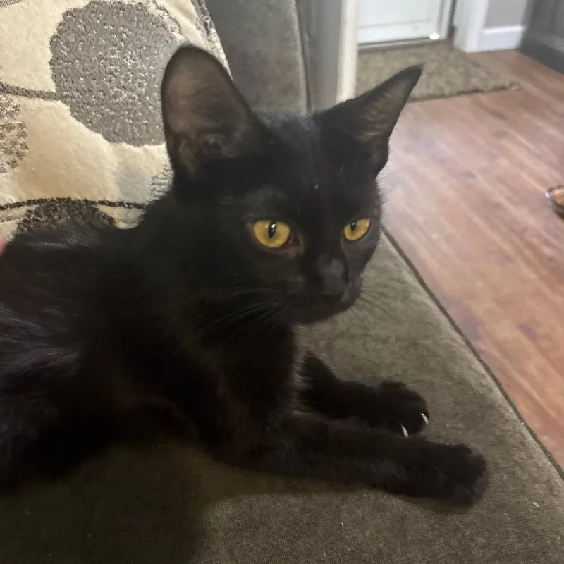 A young small-sized female Domestic Short Hair cat named Myrtle for adoption in Shelbyville, IN