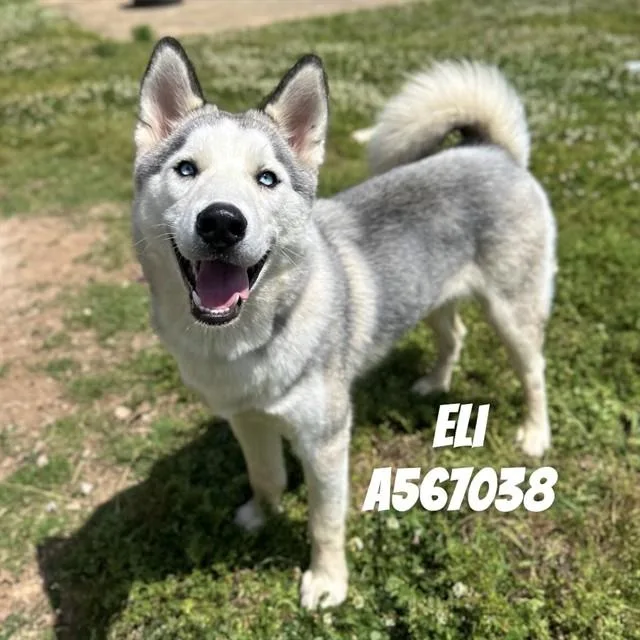 A young medium-sized male Husky dog named Eli for adoption in Huntsville, AL
