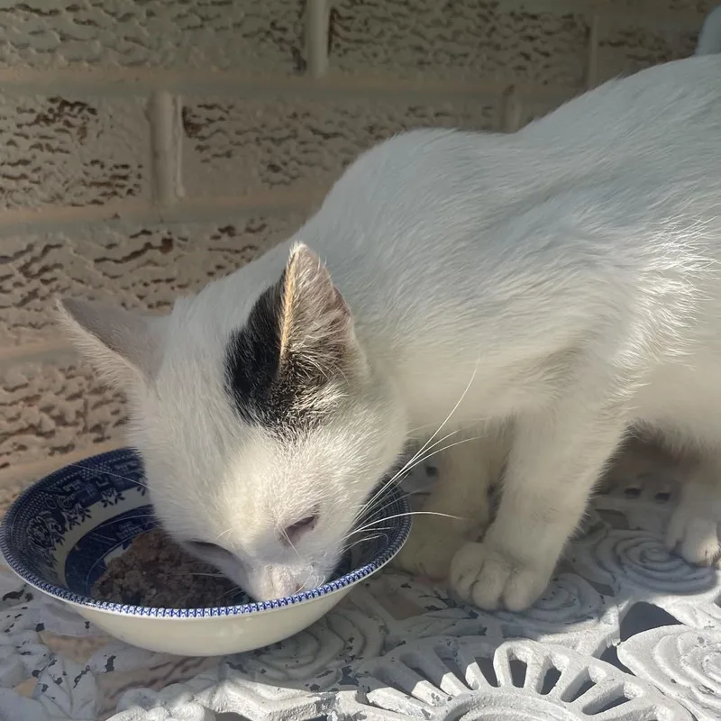 A young medium-sized male White Domestic Short Hair cat named Franklin for adoption in Rochester, MN