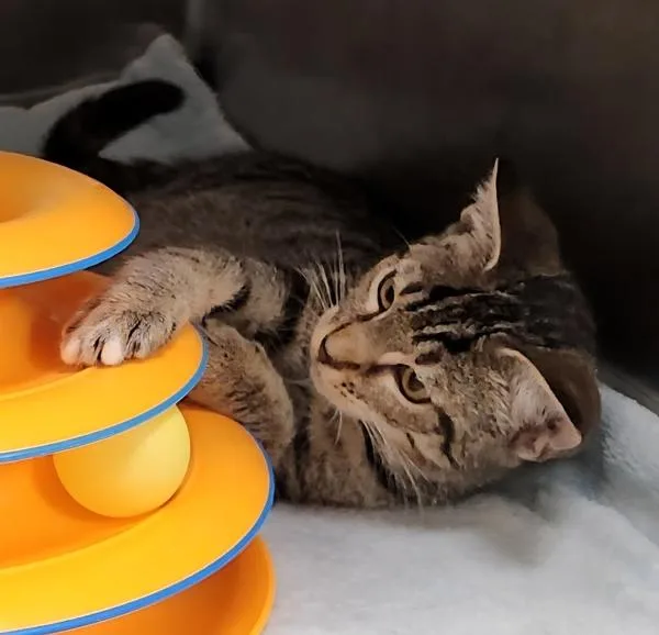 A baby small-sized female Domestic Short Hair cat named Lzzy Hale for adoption in Canton, GA