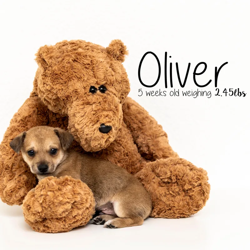 Oliver