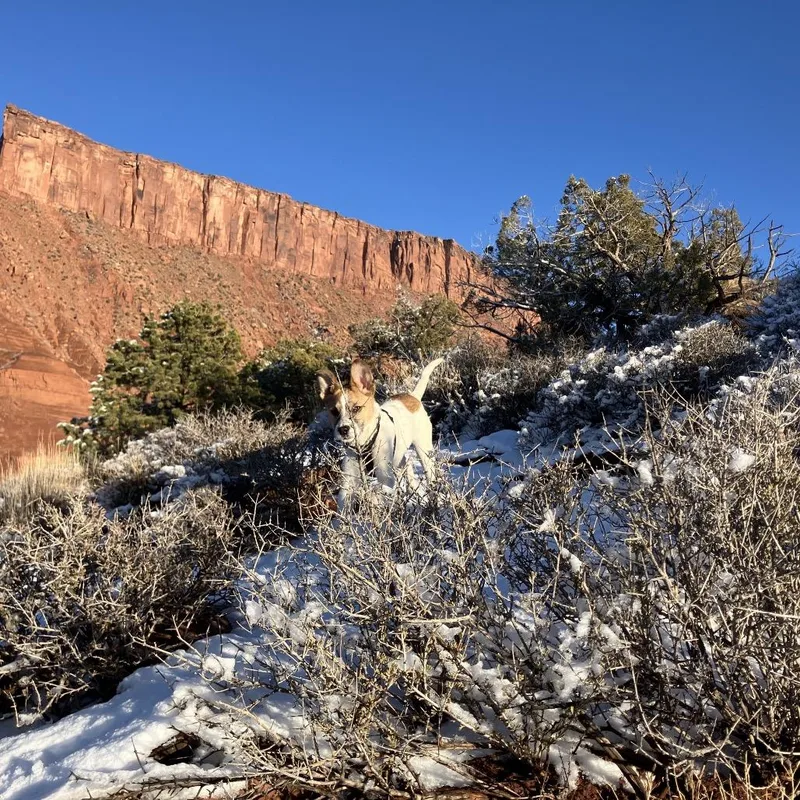 Quillary thumbnail 2