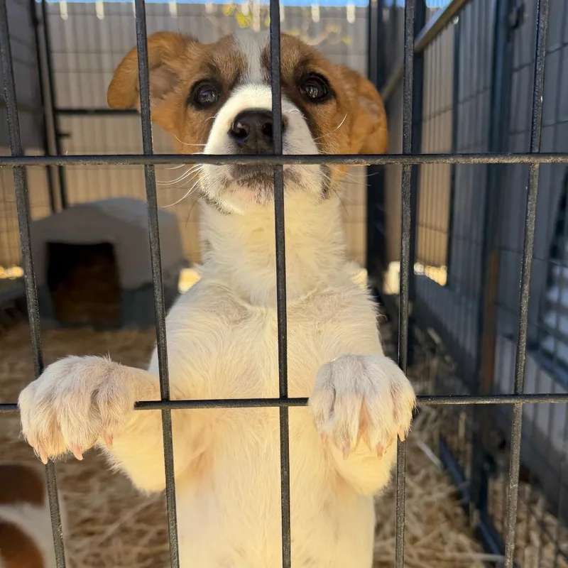 Quillary thumbnail 3