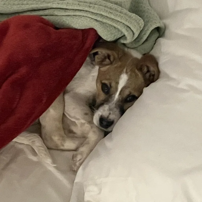 Quillary thumbnail 4