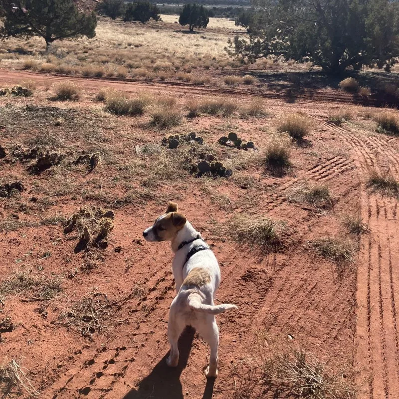 Quillary thumbnail 6