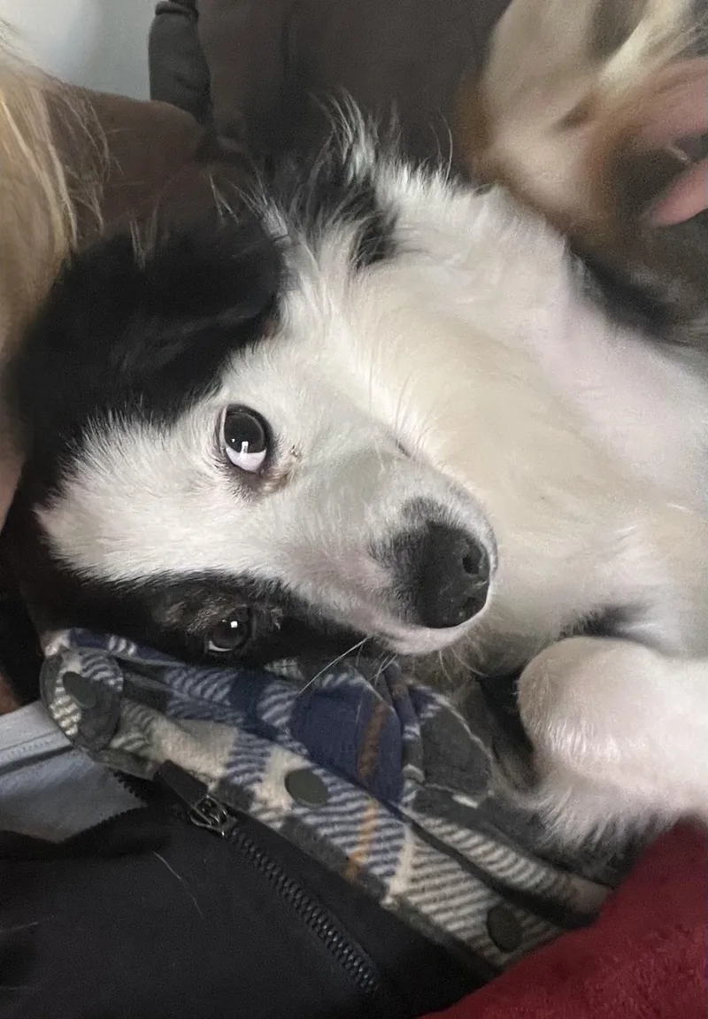 Cheyanne thumbnail 2