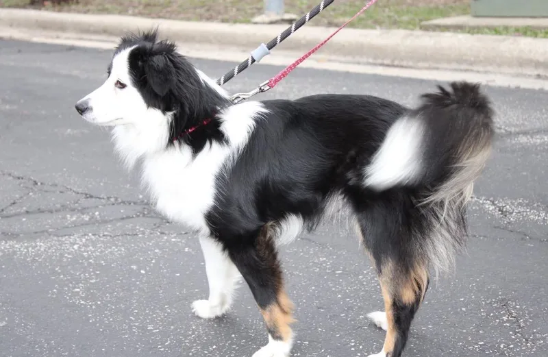 Cheyanne thumbnail 3