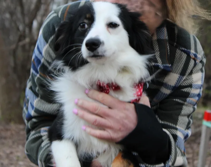 A young small-sized female Shetland Sheepdog / Sheltie dog named Cheyanne for adoption in Palatine, IL