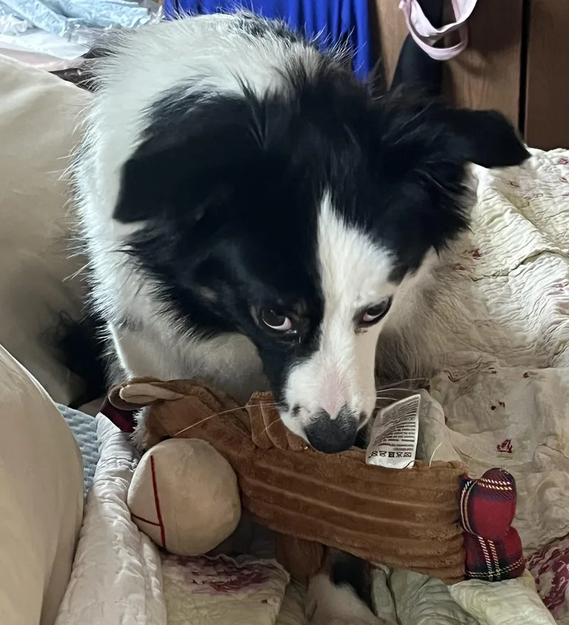 Cheyanne thumbnail 4