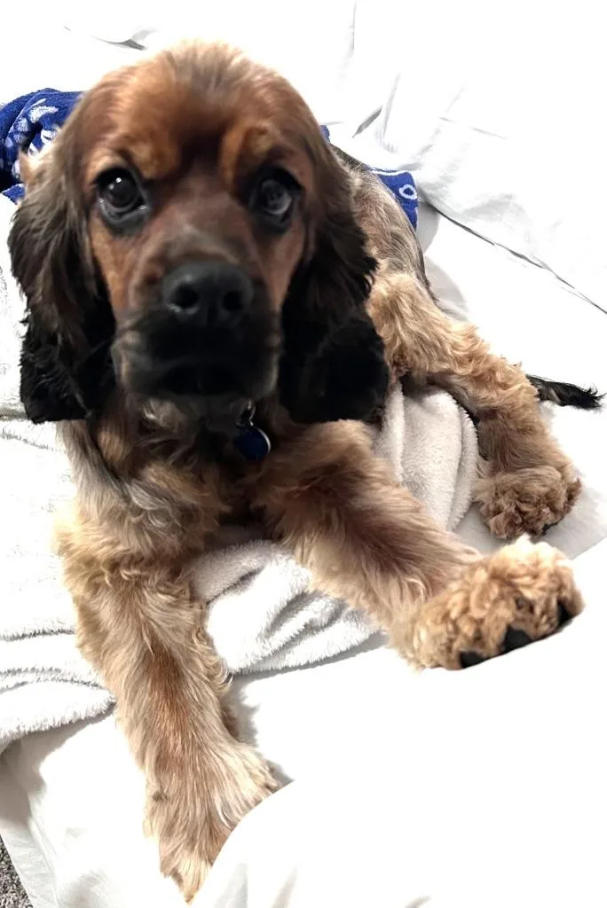A young small-sized male Cocker Spaniel dog named Bilbo for adoption in Austin, TX