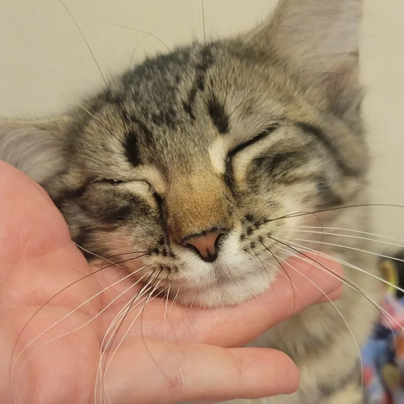 A baby small-sized female Brown / Chocolate Domestic Medium Hair cat named Cello for adoption in Milan, IL
