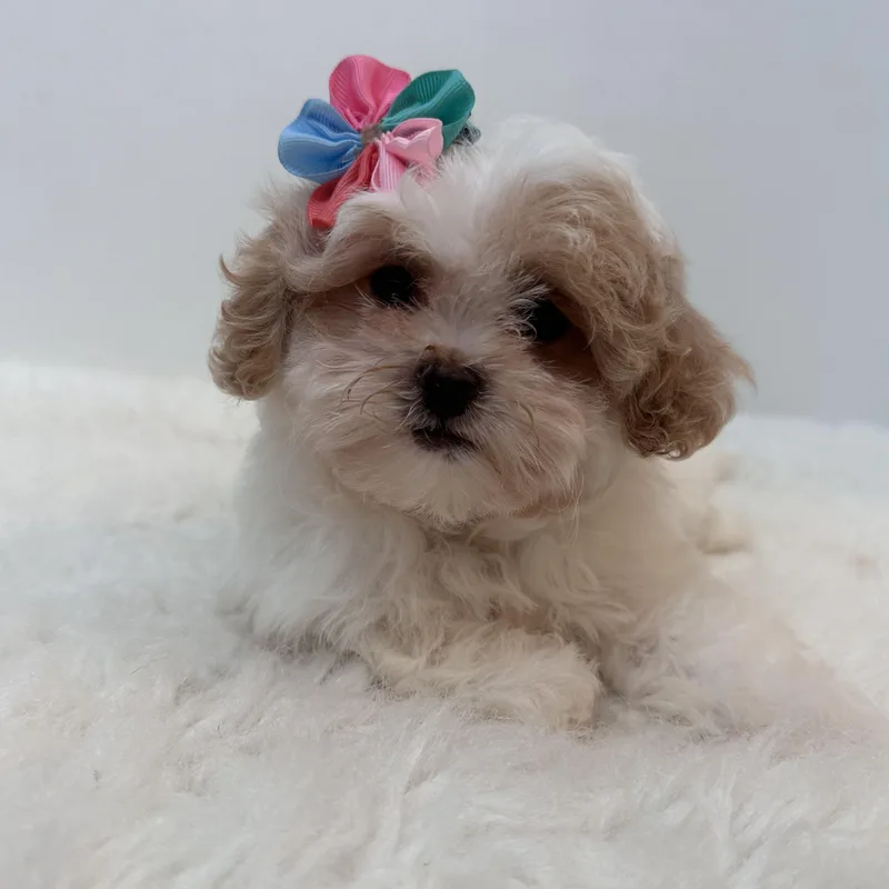 A baby small-sized female White / Cream Shih poo dog named Tootles for adoption in Wrightstown, NJ