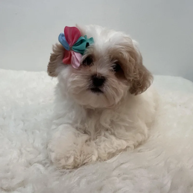 Tootles thumbnail 5