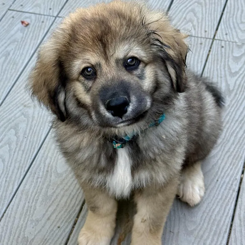 Gandalf