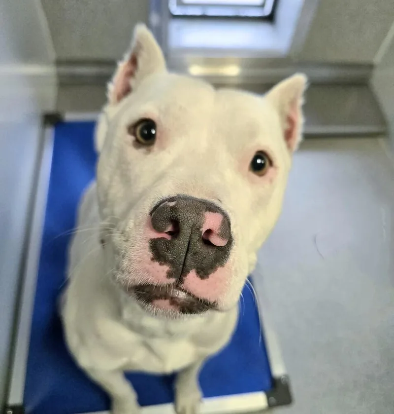 An adult medium-sized female White / Cream Pit Bull Terrier dog named Phaedra for adoption in Wellington, KS