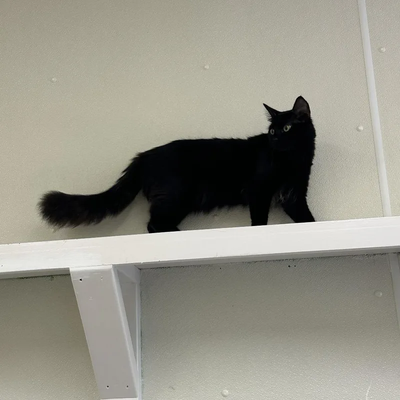 An adult medium-sized male Black Domestic Long Hair cat named Simon for adoption in Enfield, NH