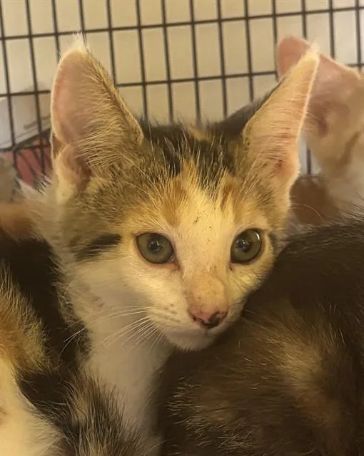 A baby small-sized female Domestic Short Hair cat named Dennys for adoption in Fort Lauderdale, FL