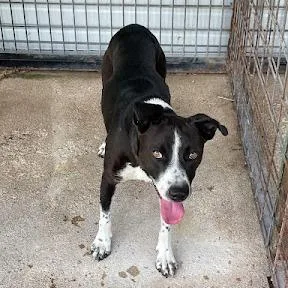An adult medium-sized male Black Border Collie dog named Fettuccini Frank for adoption in Austin, TX