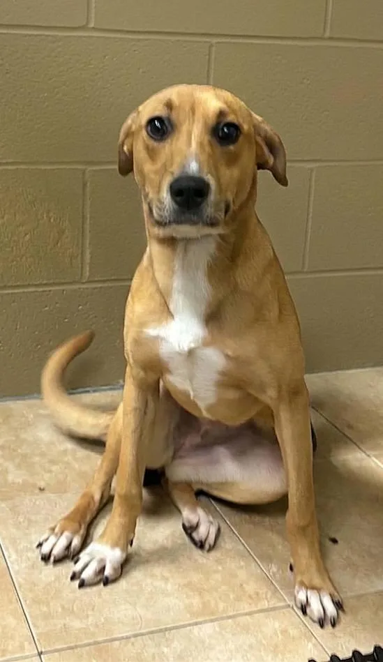 A baby large-sized female Mixed Breed dog named Daizie for adoption in Fond Du Lac, WI
