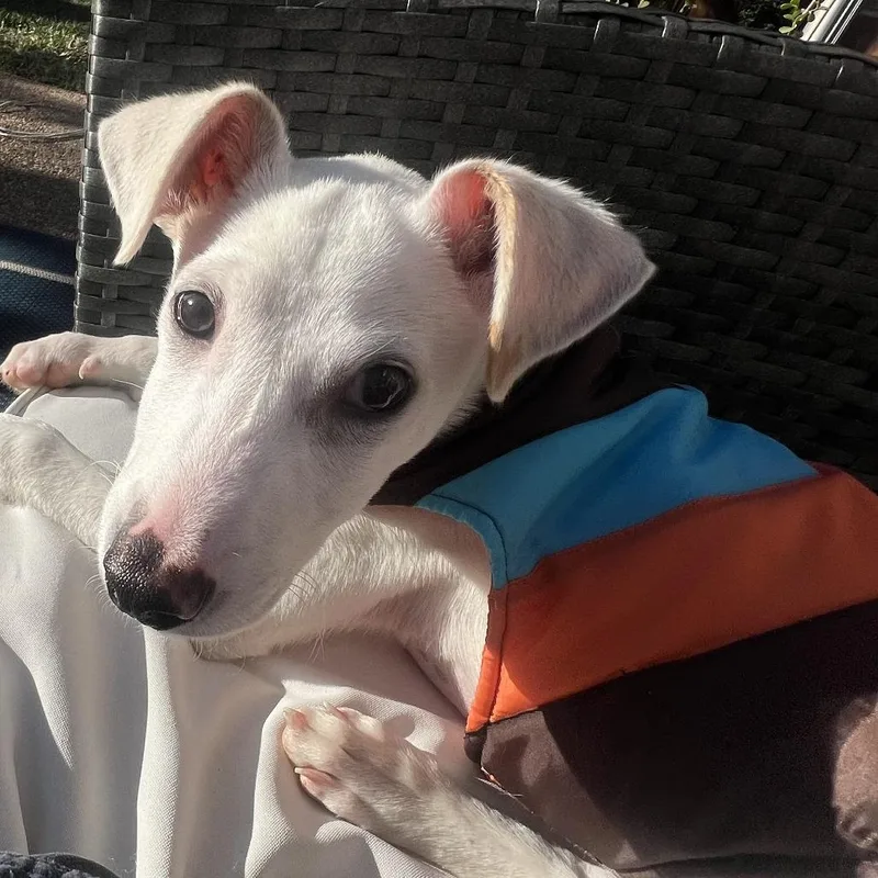 A young small-sized male White / Cream Terrier dog named A Christmas Story for adoption in Austin, TX