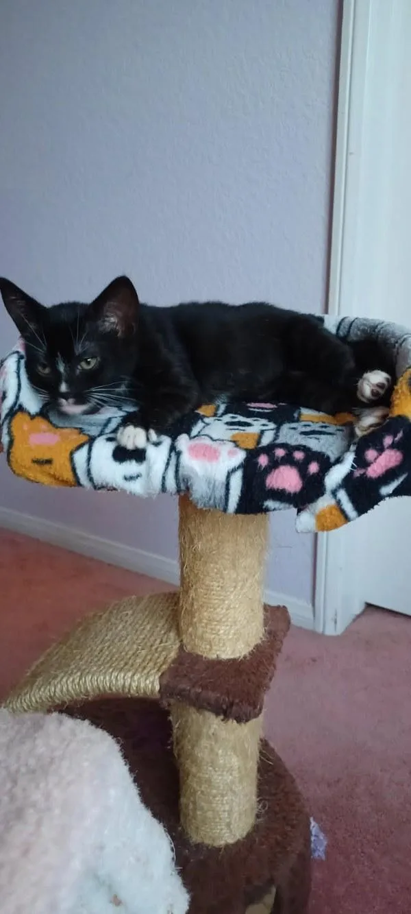 A baby small-sized female Domestic Short Hair cat named Hestia for adoption in Bonsall, CA