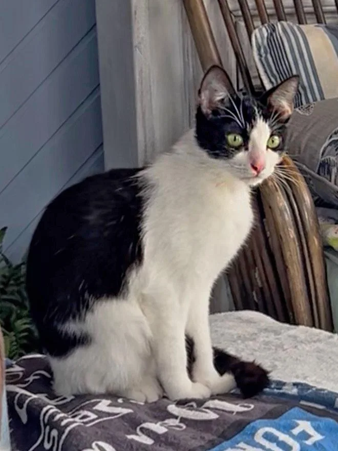 A young medium-sized female Black Domestic Short Hair cat named Mia for adoption in East Falmouth, MA