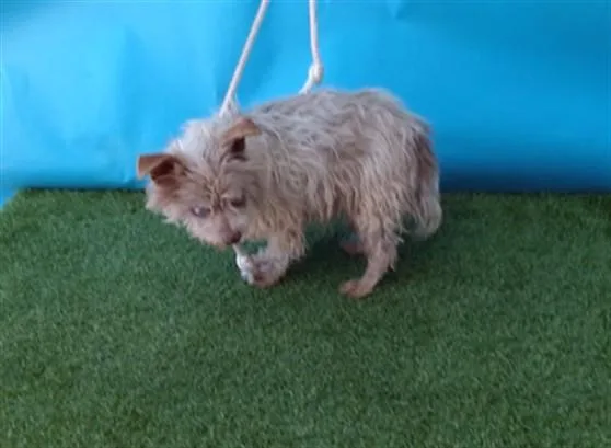 A senior medium-sized male Terrier dog named Moggie for adoption in Gardena, CA