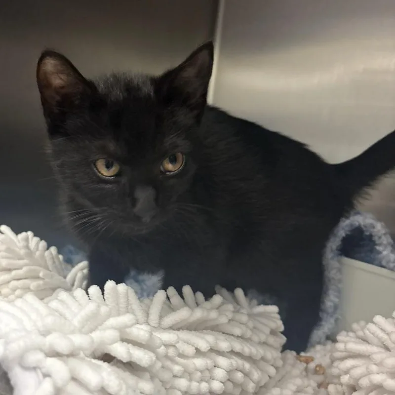 A baby small-sized male Black Domestic Short Hair cat named Pogo for adoption in Charlottesville, VA