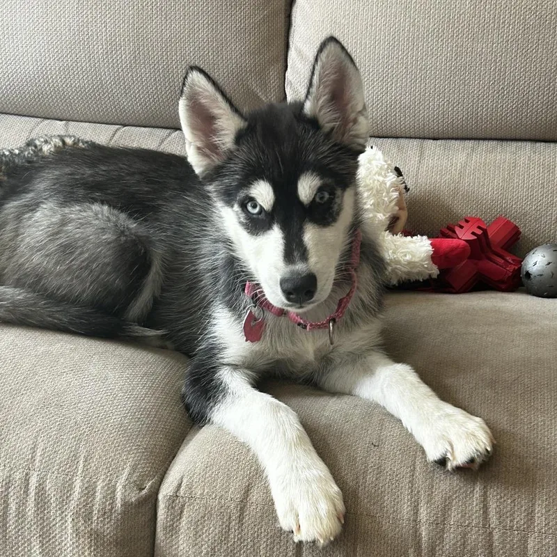 A baby small-sized male Black Husky dog named Maple for adoption in Delaware, OH