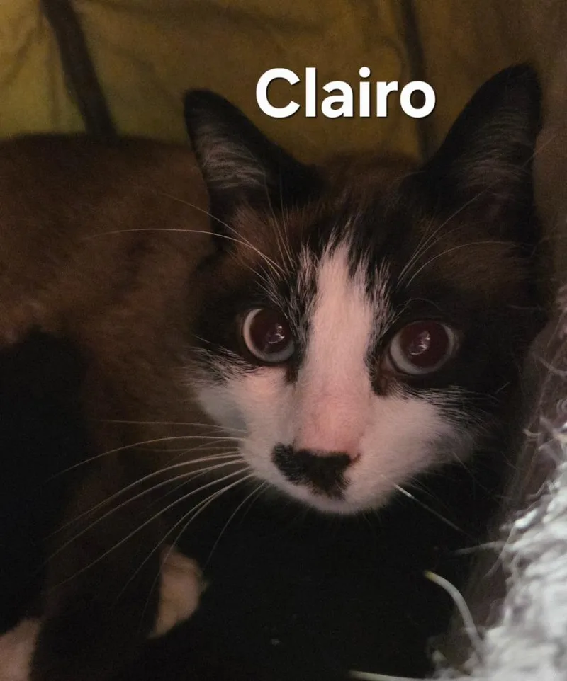 A young small-sized female Snowshoe cat named Clairo for adoption in Rutherfordton, NC
