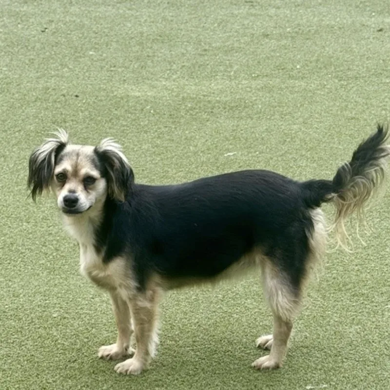 A young medium-sized female Terrier dog named Harrow for adoption in Houston, TX
