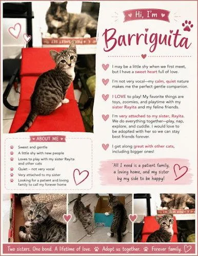 A young medium-sized female Domestic Short Hair cat named Barriguita for adoption in Oakland Park, FL