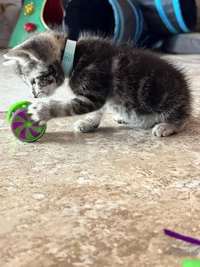 Baxter thumbnail 5