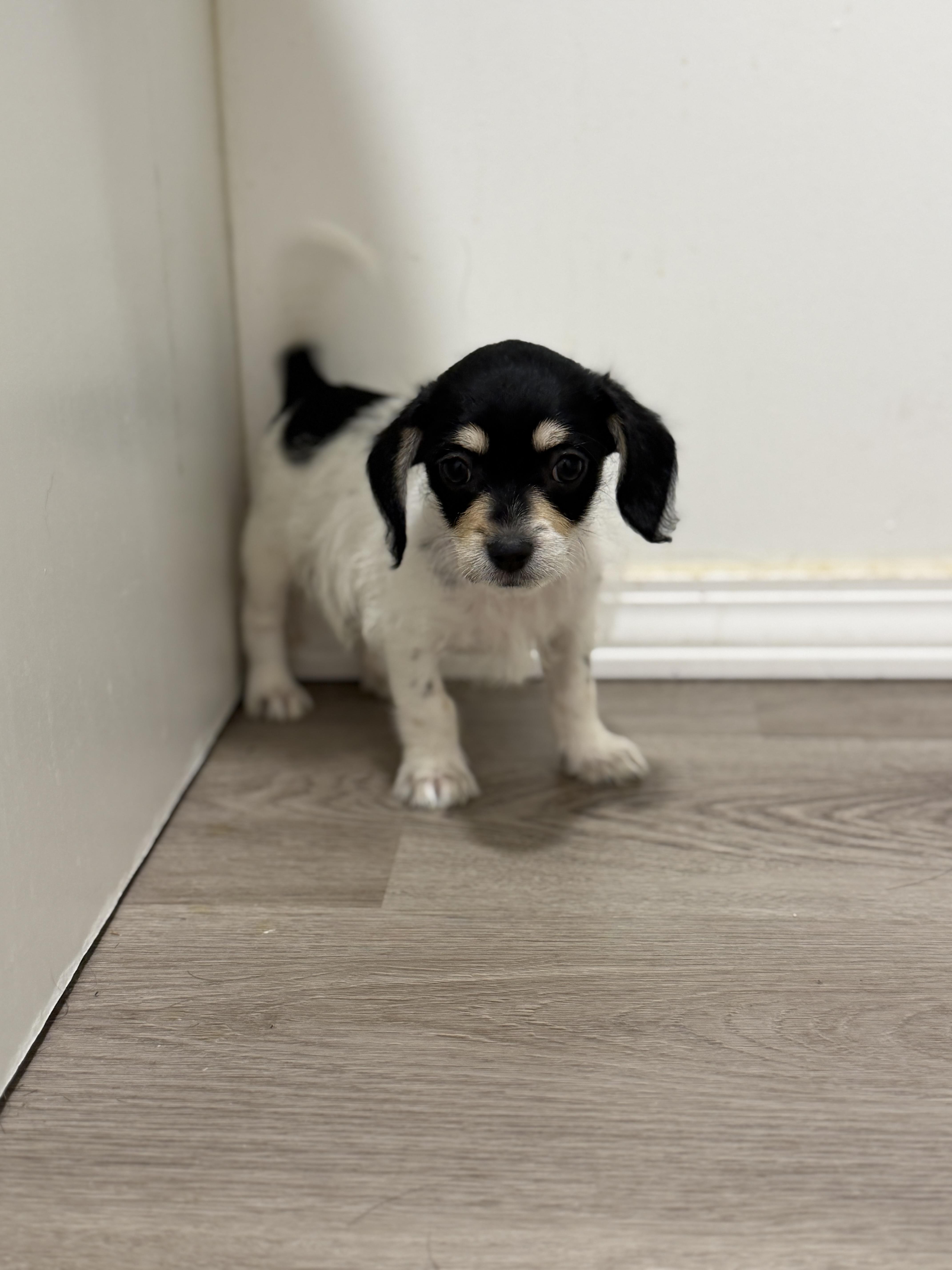 A baby small-sized female Chihuahua dog named Wren for adoption in San Diego, CA