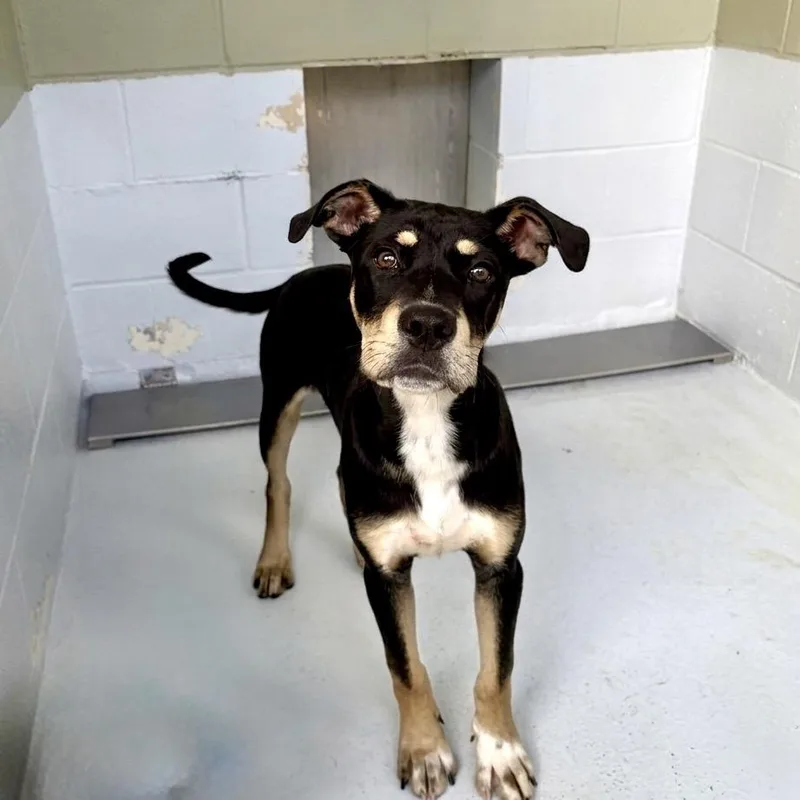 A baby medium-sized male Black Rottweiler dog named Bucee for adoption in Bastrop, TX