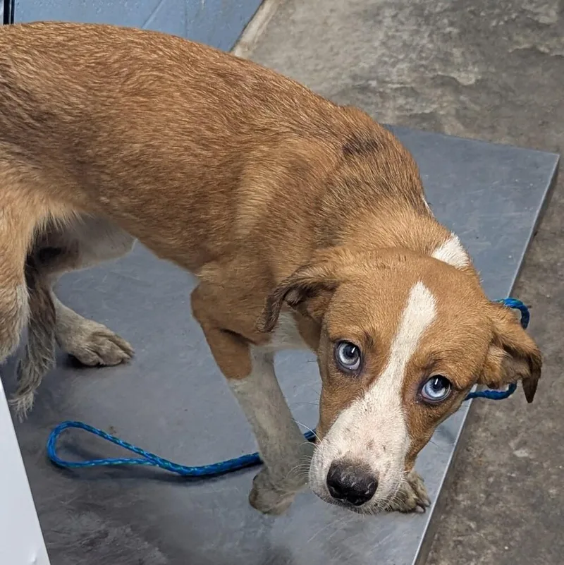 A baby medium-sized female White / Cream Hound dog named Hazie for adoption in Evansville, IN