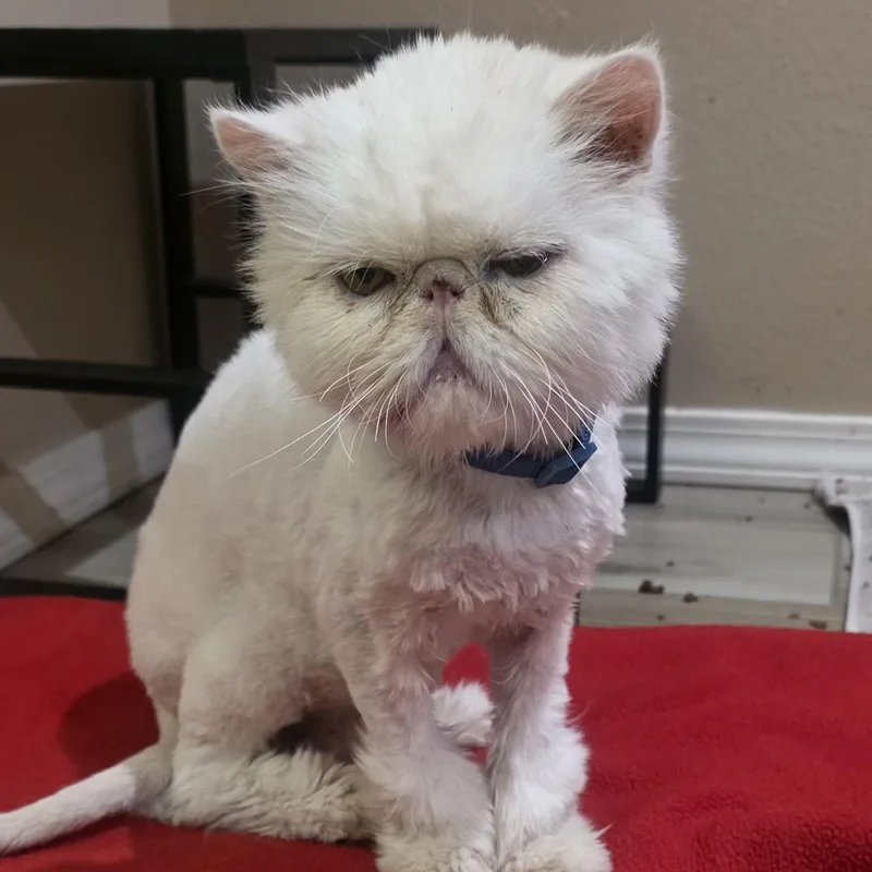 A senior medium-sized male Persian cat named Moses for adoption in Santa Fe, NM