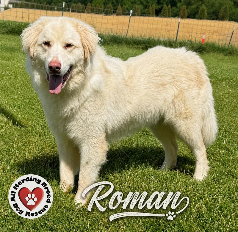 A young large-sized male White / Cream Great Pyrenees dog named Roman for adoption in Joliet, IL