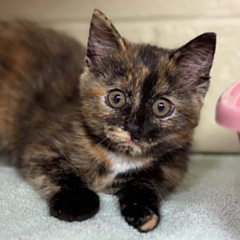 A baby small-sized female Black Domestic Short Hair cat named Rosetta for adoption in Concord, NC