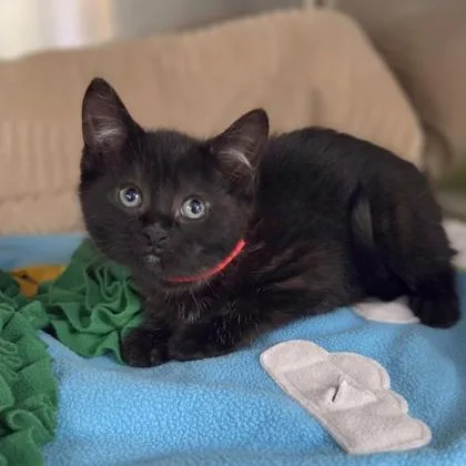 A baby small-sized female Domestic Short Hair cat named Peacock for adoption in Westland, MI