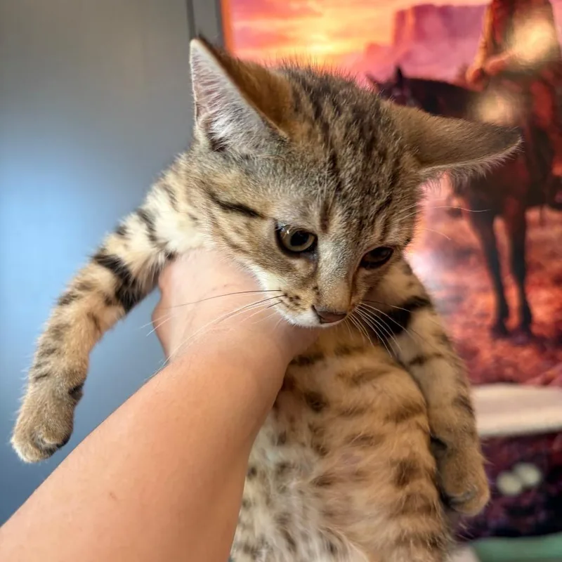 A baby small-sized male Brown / Chocolate Domestic Short Hair cat named Lava Boy for adoption in Johnstown, PA