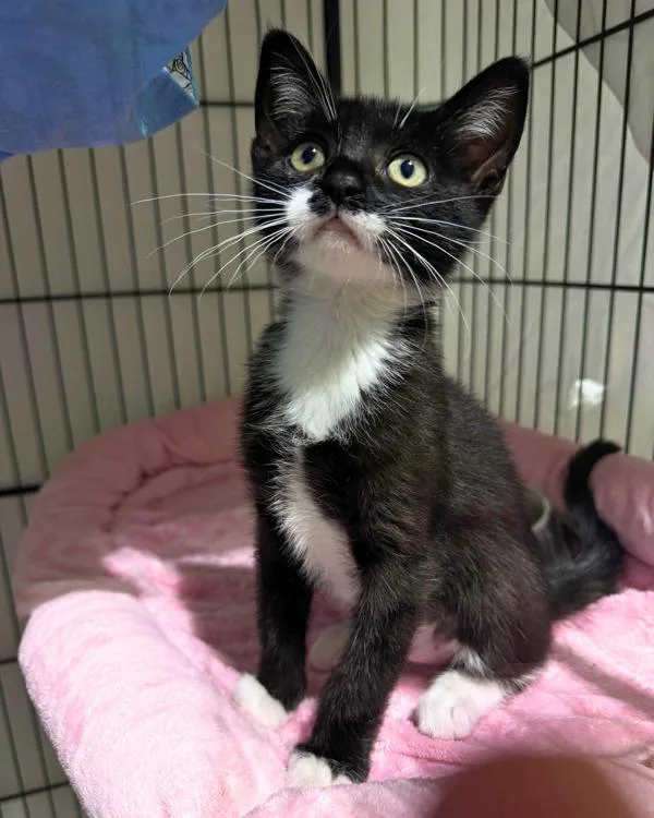 A baby small-sized female Domestic Short Hair cat named Sally for adoption in Novato, CA
