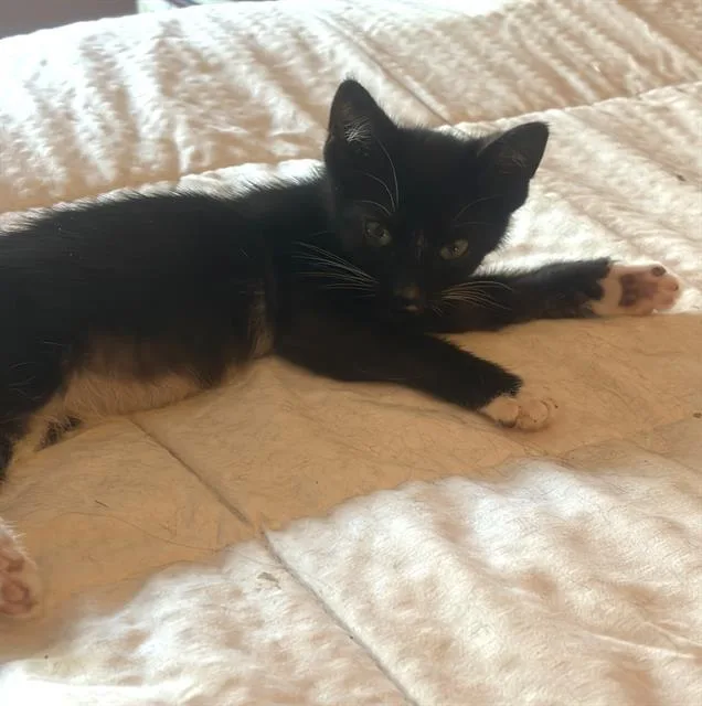 A baby small-sized female Domestic Short Hair cat named Mandy for adoption in Camarillo, CA