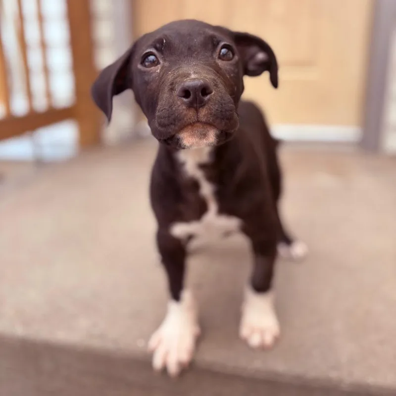 A baby medium-sized male Pit Bull Terrier dog named Strudel for adoption in Fenton, MI