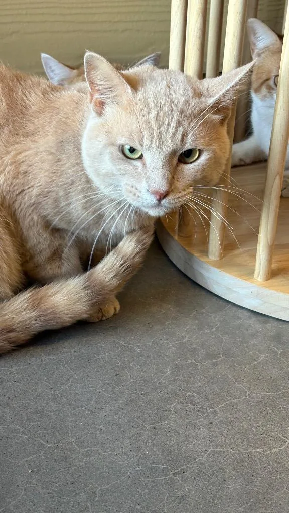 A young large-sized male Domestic Short Hair cat named Ethan for adoption in Clarksville, TN