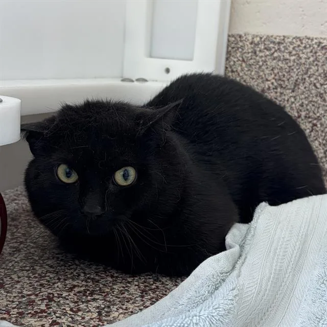 A young small-sized male Domestic Short Hair cat named Pancetta for adoption in Centerville, MA