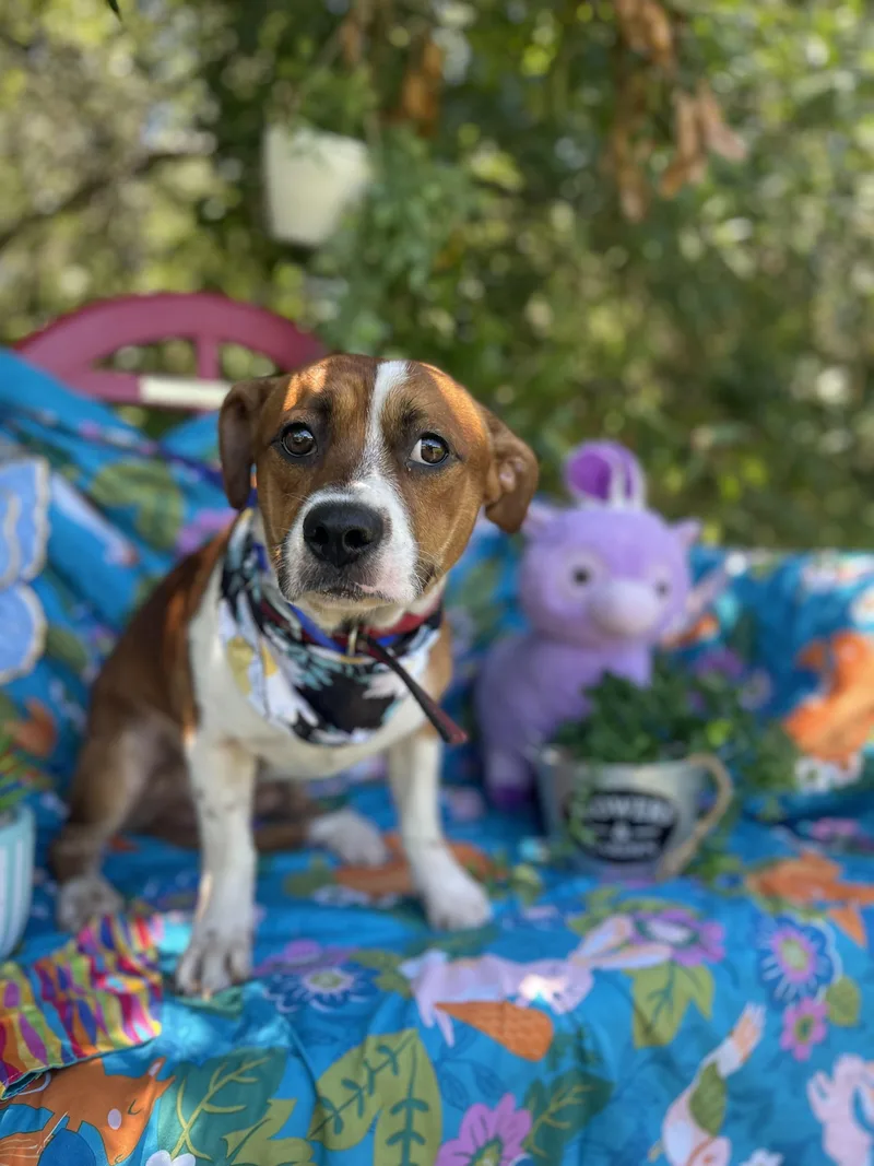 An adult medium-sized male Beagle dog named Rocky for adoption in Sebring, FL