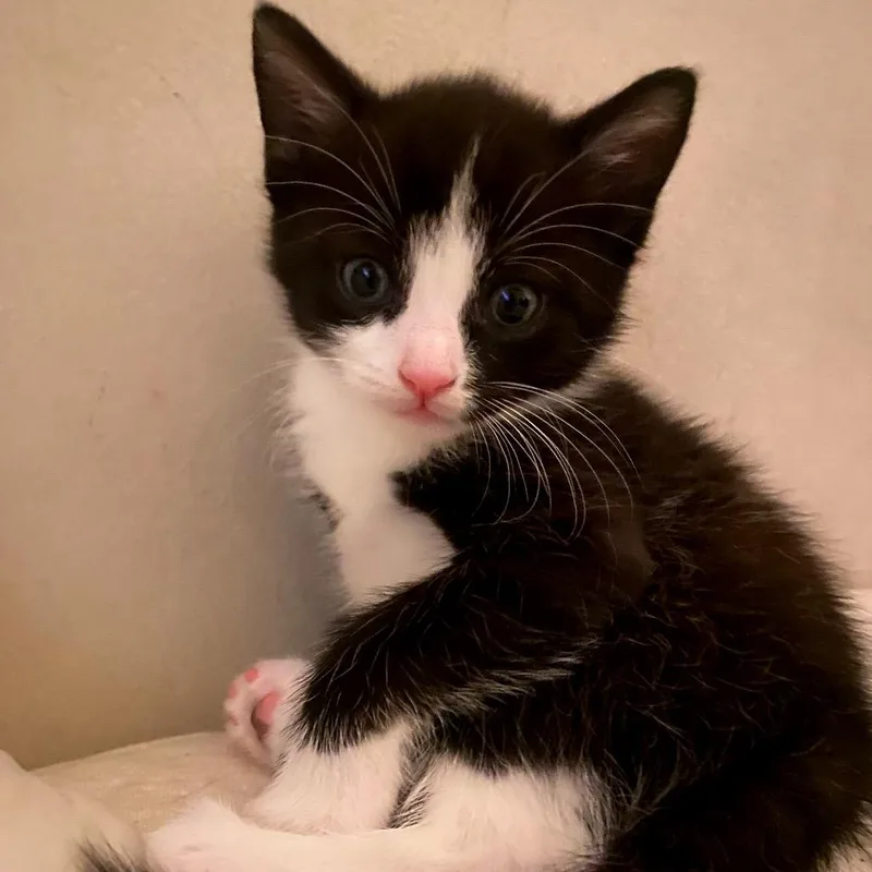 A baby small-sized male Black Domestic Short Hair cat named Louis V. for adoption in Oakton, VA
